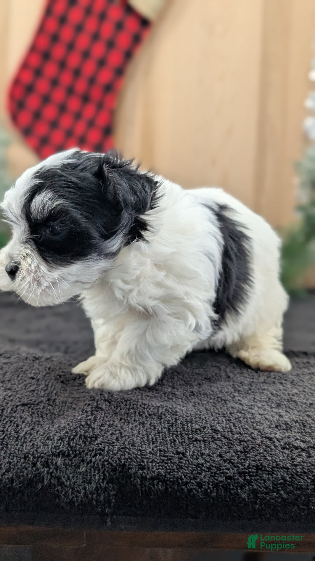 Havanese dogs for sale: Ziggy  - Ad 8