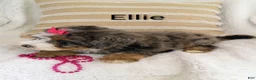 Bernedoodle dogs for sale: Bernedoodle Puppy 3 - Ad 8