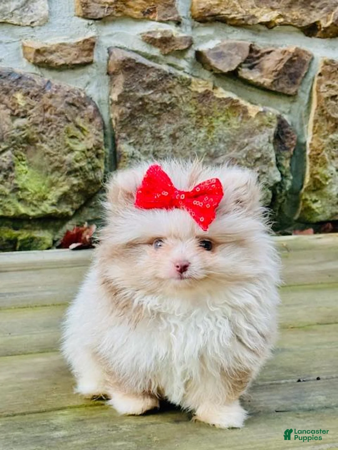 Pomeranian dogs for sale: Pomeranian 1 - Ad 1