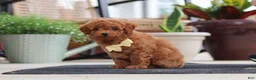 Maltipoo dogs for sale: Keith - Ad 3