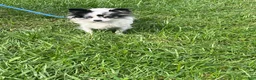 Chihuahua dogs for sale: Chihuahua 1 Male CKC registered  - Ad 2