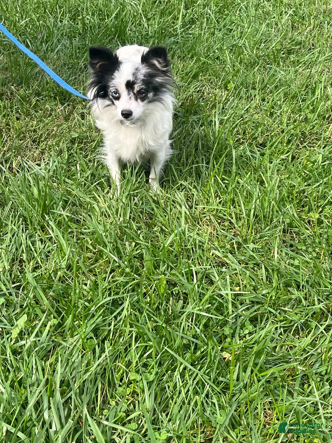 Chihuahua dogs for sale: Chihuahua 1 Male CKC registered  - Ad 2