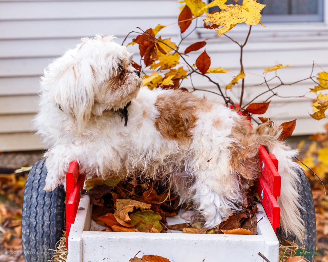 Shih Tzu dogs for sale: Jude - Ad 6