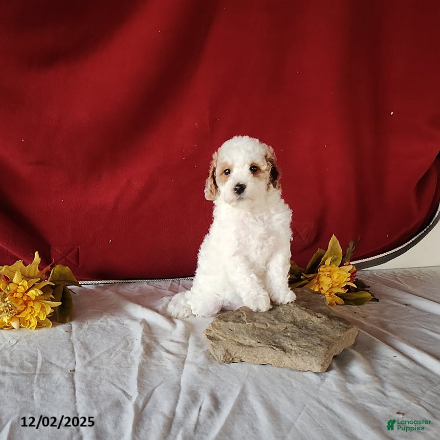 Mini Goldendoodle dogs Rocky - Ad 2