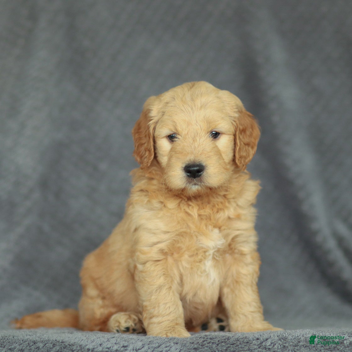 Mini Goldendoodle dogs Riley - Ad 1