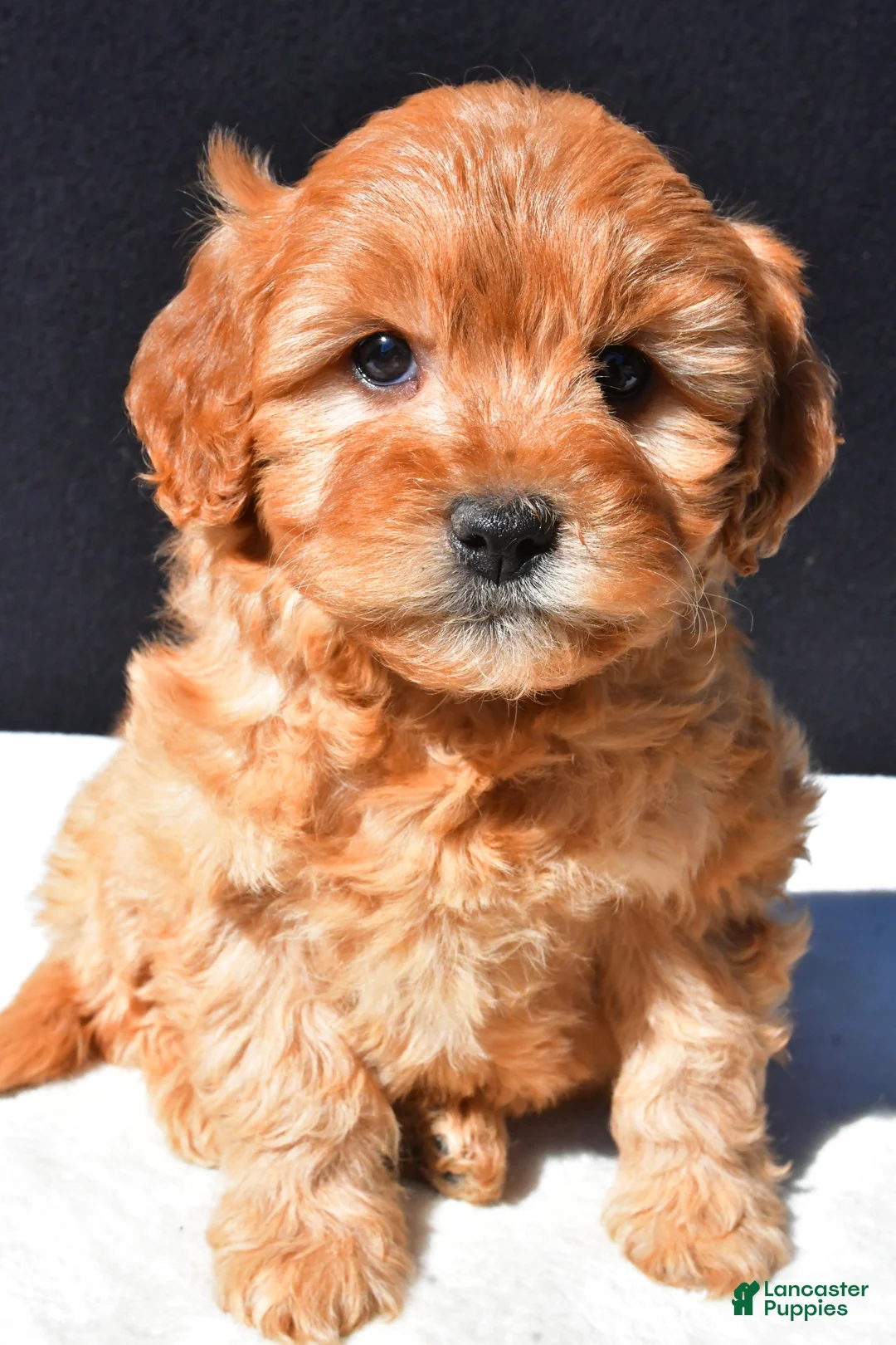 Mini Goldendoodle dogs for sale: Daisy - Ad 2