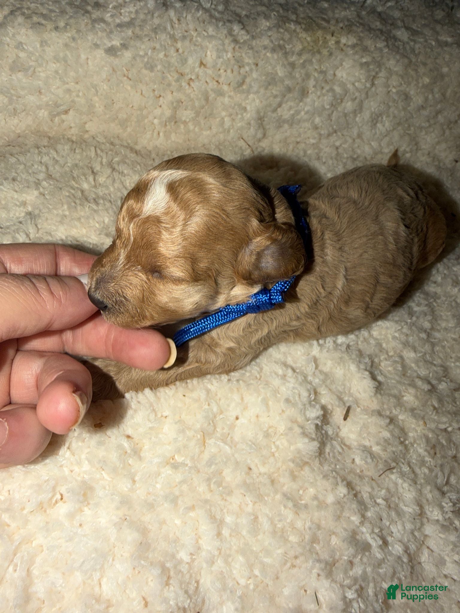 Miniature Poodle dogs AKC Miniature Poodle Male - Mahogany - Ad 6
