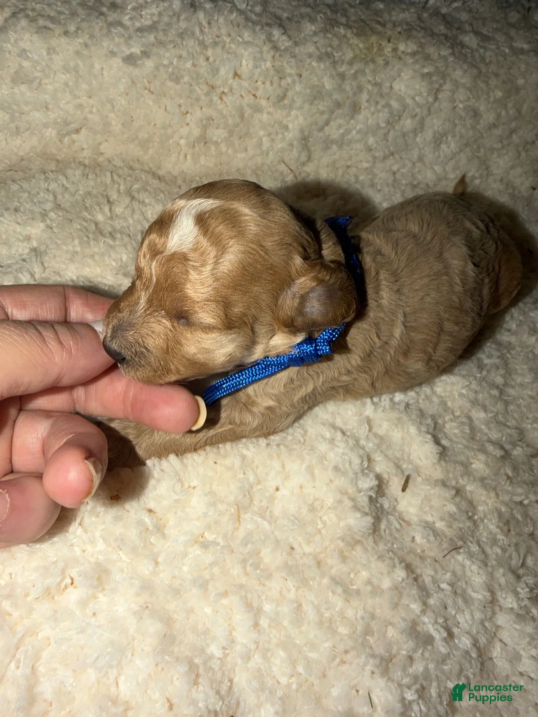 Miniature Poodle dogs for sale: AKC Miniature Poodle Male - Mahogany - Ad 1