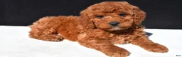 Mini Goldendoodle dogs for sale: Alex - Ad 5