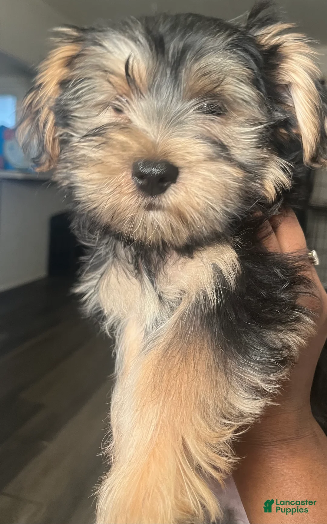 Yorkshire Terrier dogs for sale: Slinky  - Ad 1