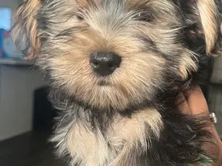 Yorkshire Terrier dogs Slinky - Ad 29