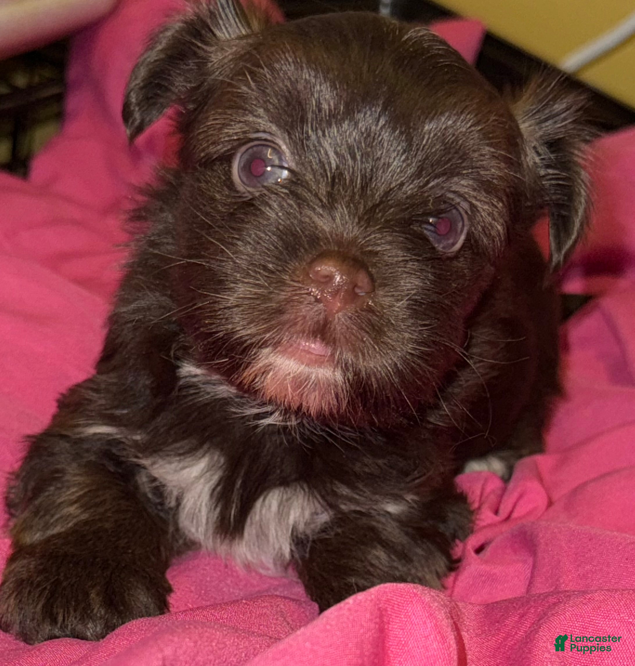 Yorkshire Terrier dogs Mozi - Ad 3