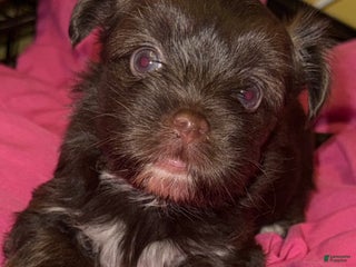 Yorkshire Terrier dogs Mozi - Ad 11