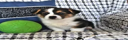 Welsh Corgi Pembroke dogs for sale: Rosie - Ad 2
