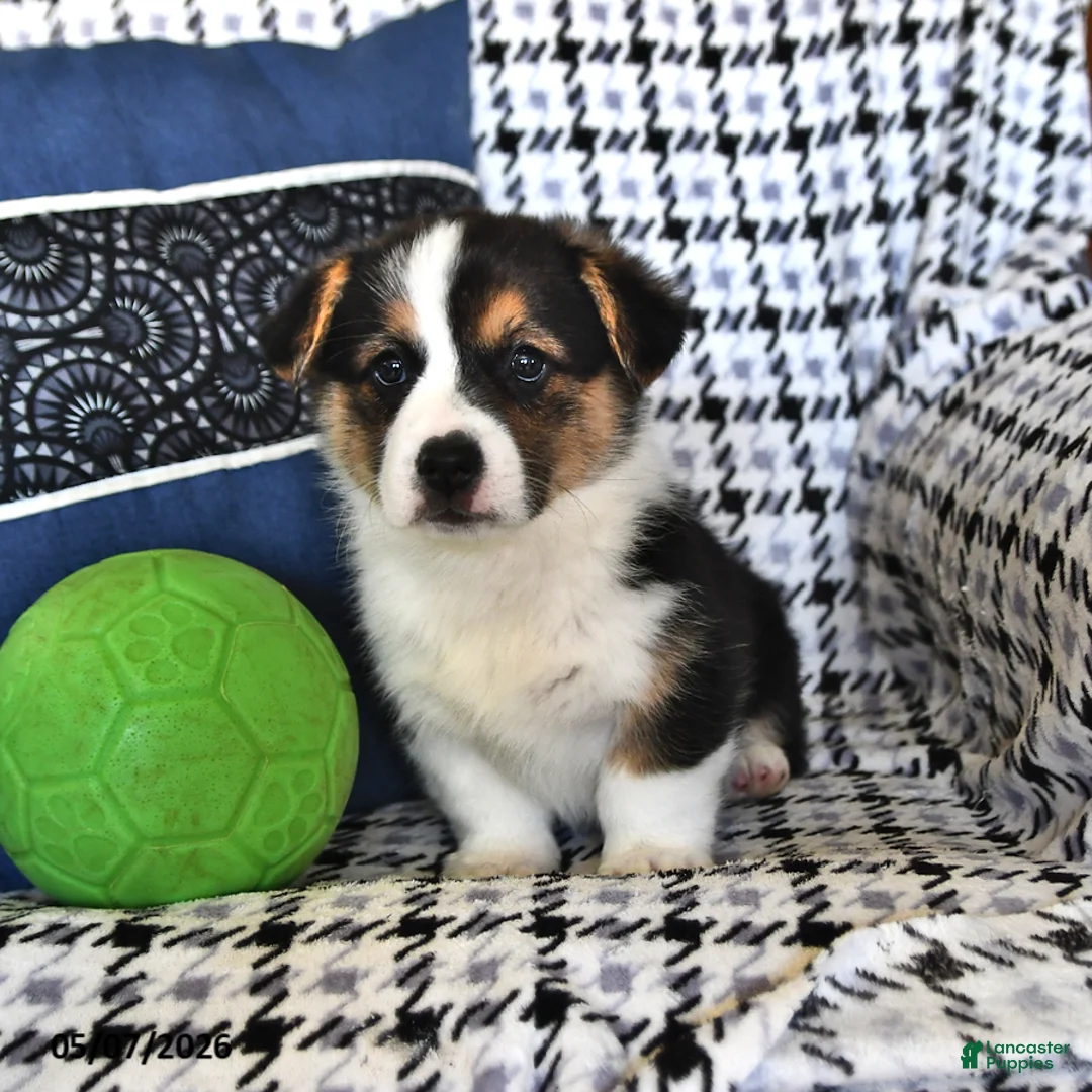 Welsh Corgi Pembroke dogs for sale: Rosie - Ad 2