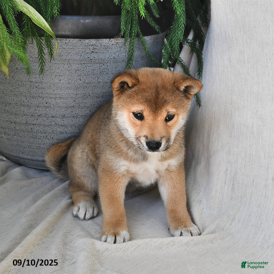 Shiba Inu dogs for sale: Sandy - Ad 2