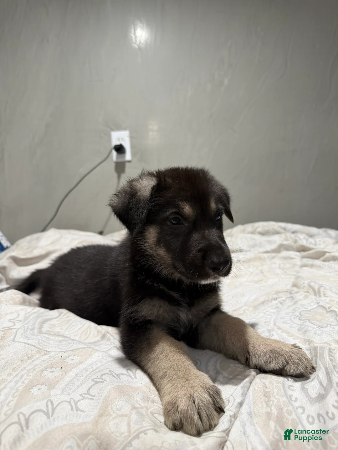 Mixed Breed dogs for sale: Mixed Breed 2 - Ad 2