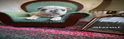 French Bulldog dogs for sale: Stormi  - Ad 6