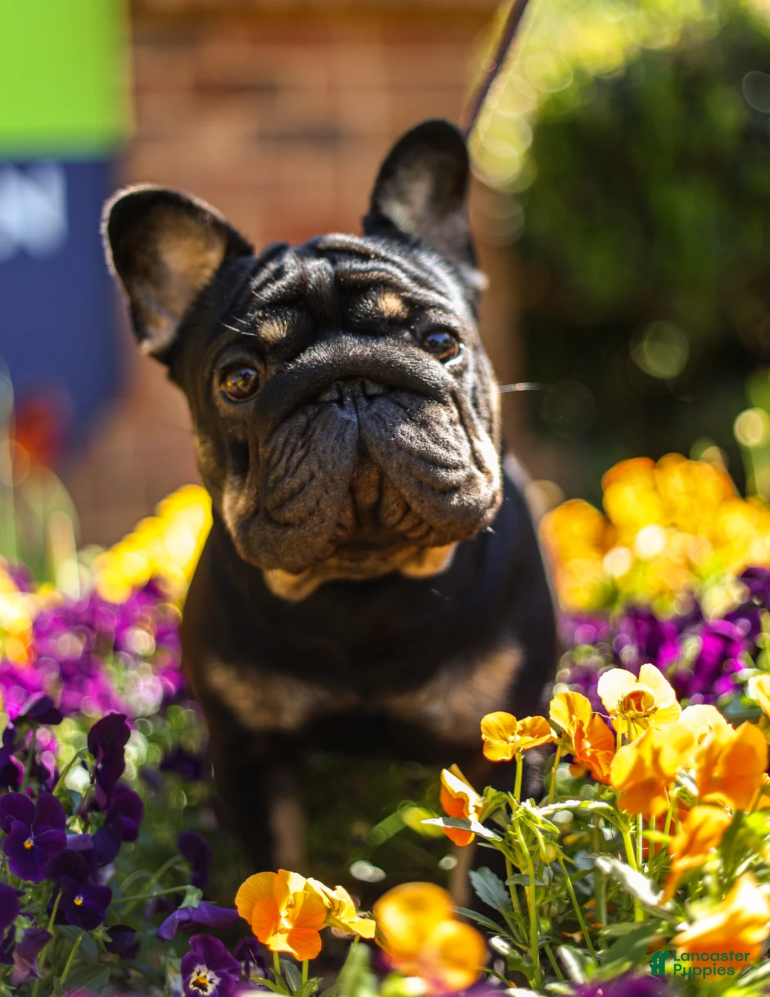 French Bulldog dogs for sale: Porkchop  - Ad 2