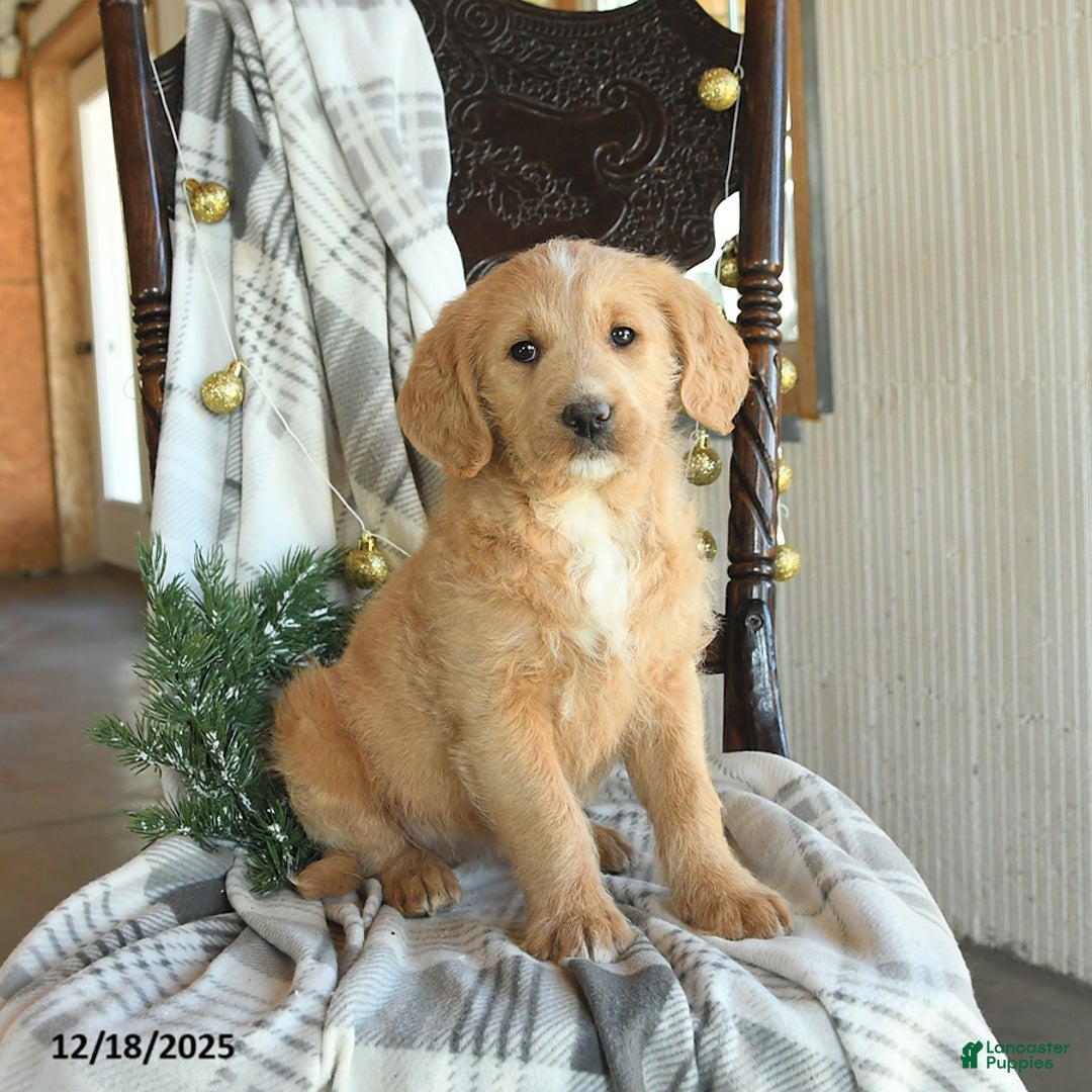 Labradoodle dogs for sale: Dakota - Ad 1