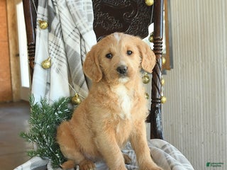 Labradoodle dogs Dakota - Ad 14