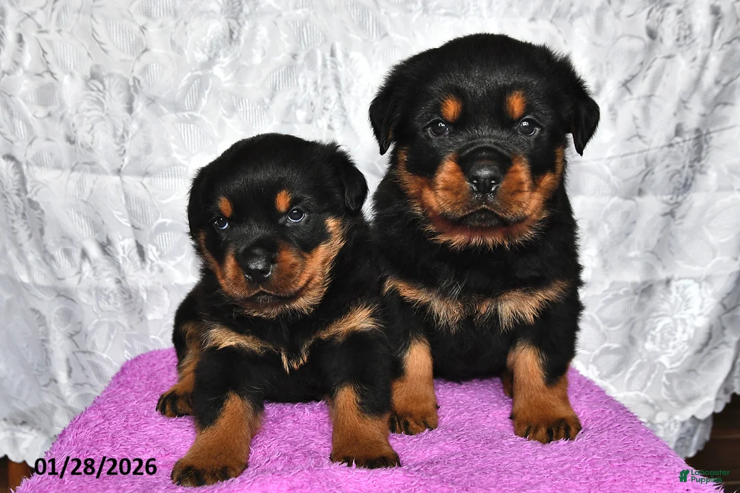 Rottweiler dogs for sale: Spice - Ad 3