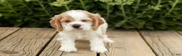 Cocker Spaniel dogs for sale: Patches  - Ad 1