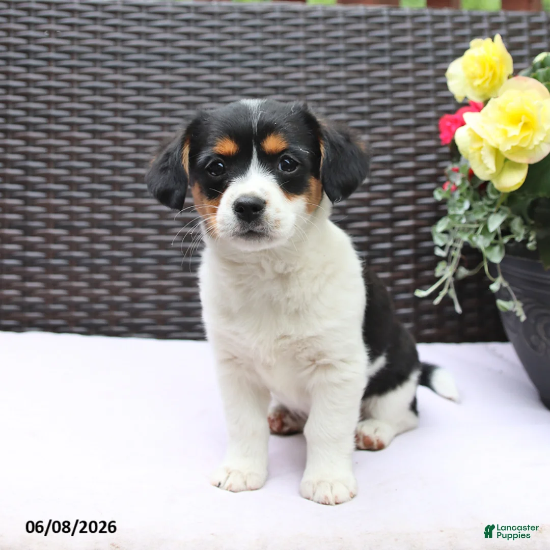 Mixed Breed dogs for sale: Clover - Ad 5
