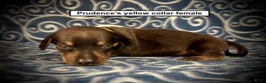 AKC Prudence's Yellow Collar Female