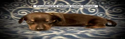 Dachshund dogs for sale: AKC Prudence's Yellow Collar Female - Ad 1