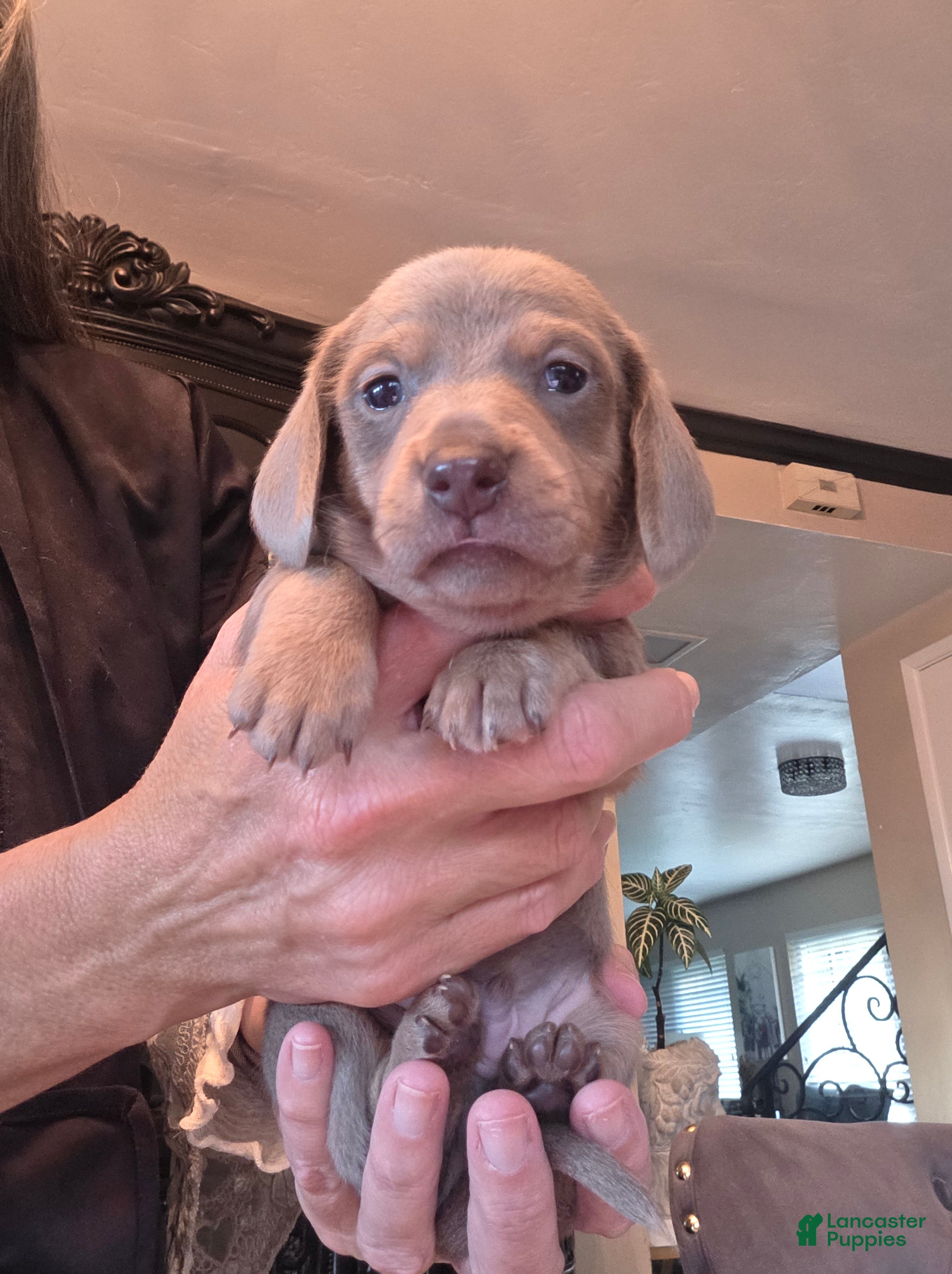 Miniature Dachshund dogs for sale: Isabella Miniature Dachshund Sugar Bear - Ad 1
