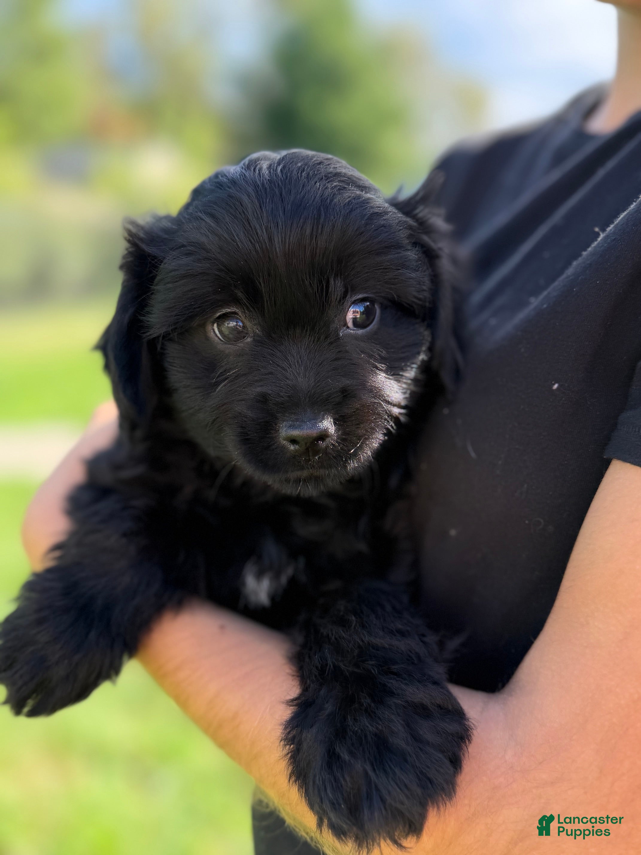 Mini Aussiedoodle dogs Izzy - Ad 2