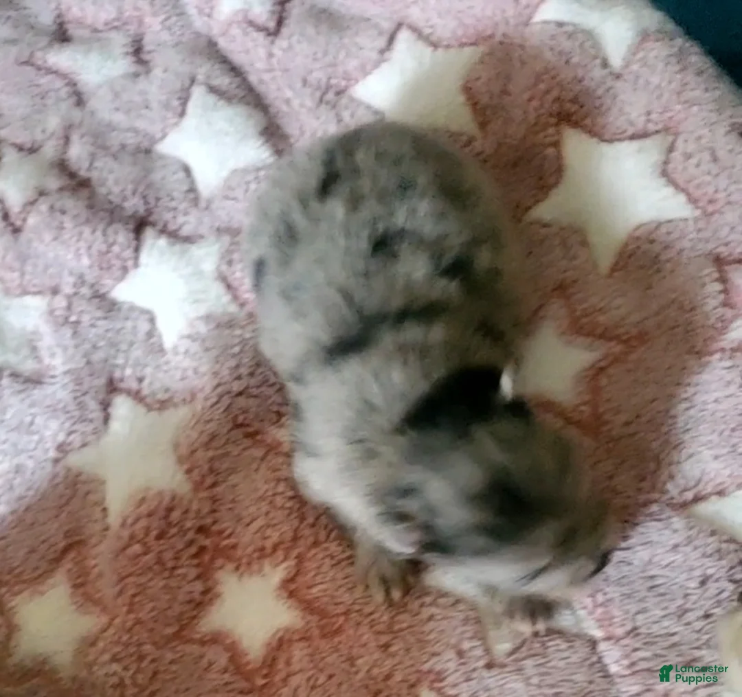 Pomeranian dogs for sale: Pomeranian Puppy 2 - Ad 1