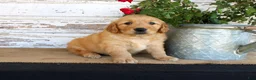 Golden Retriever dogs for sale: Haley - Ad 4