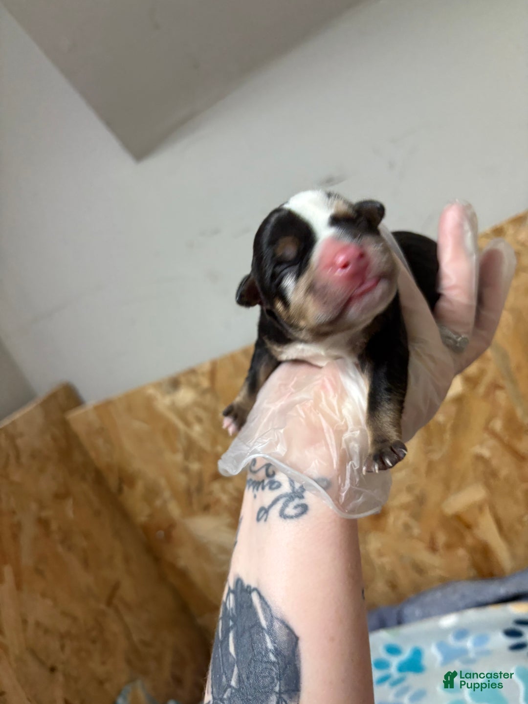 American Bully dogs for sale: Urban - Ad 18