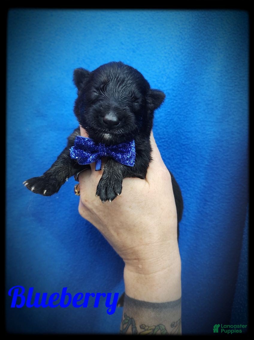 German Shepherd dogs Blueberry - Ad 26