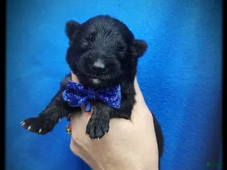 German Shepherd dogs Blueberry - Ad 26