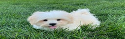 Lhasa Apso dogs for sale: Beau - Ad 9