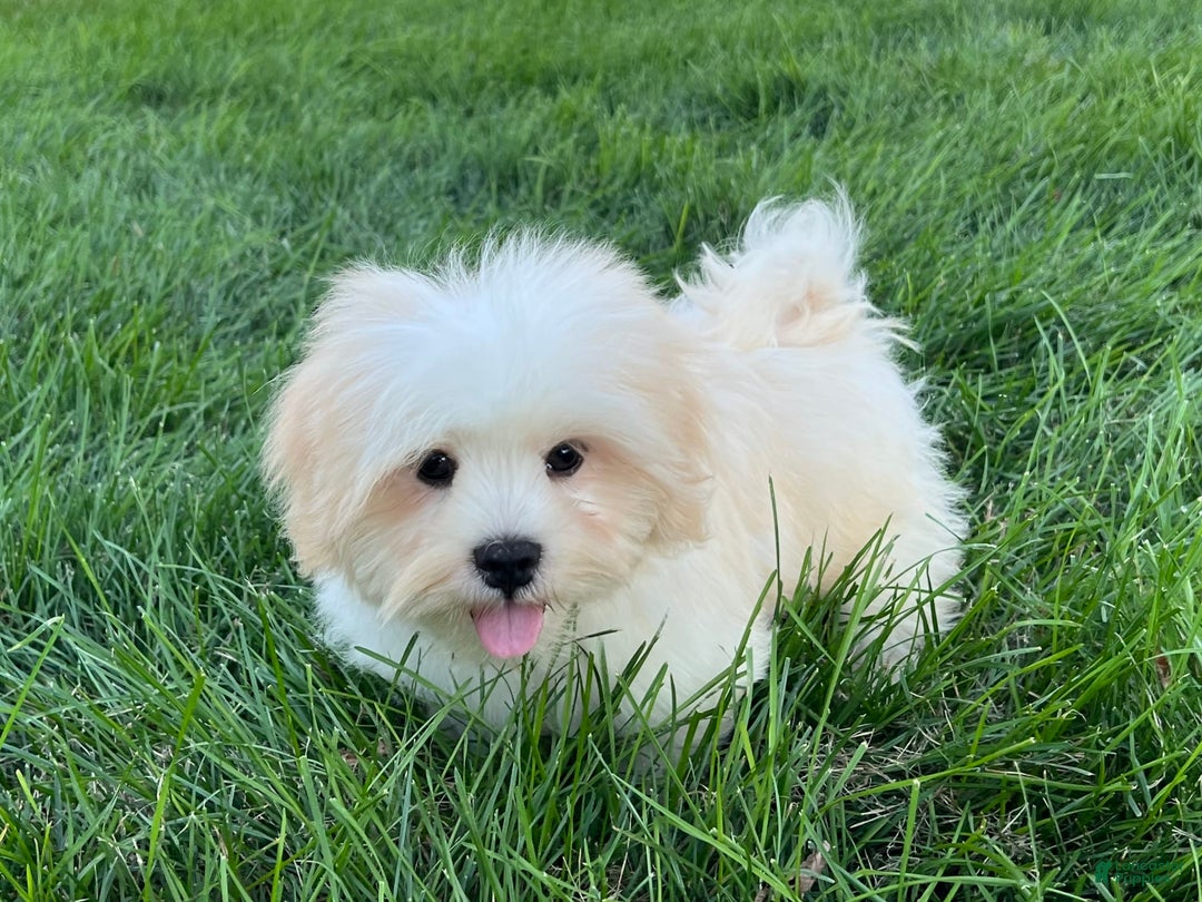Lhasa Apso dogs for sale: Beau - Ad 9