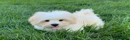 Lhasa Apso dogs for sale: Beau - Ad 9