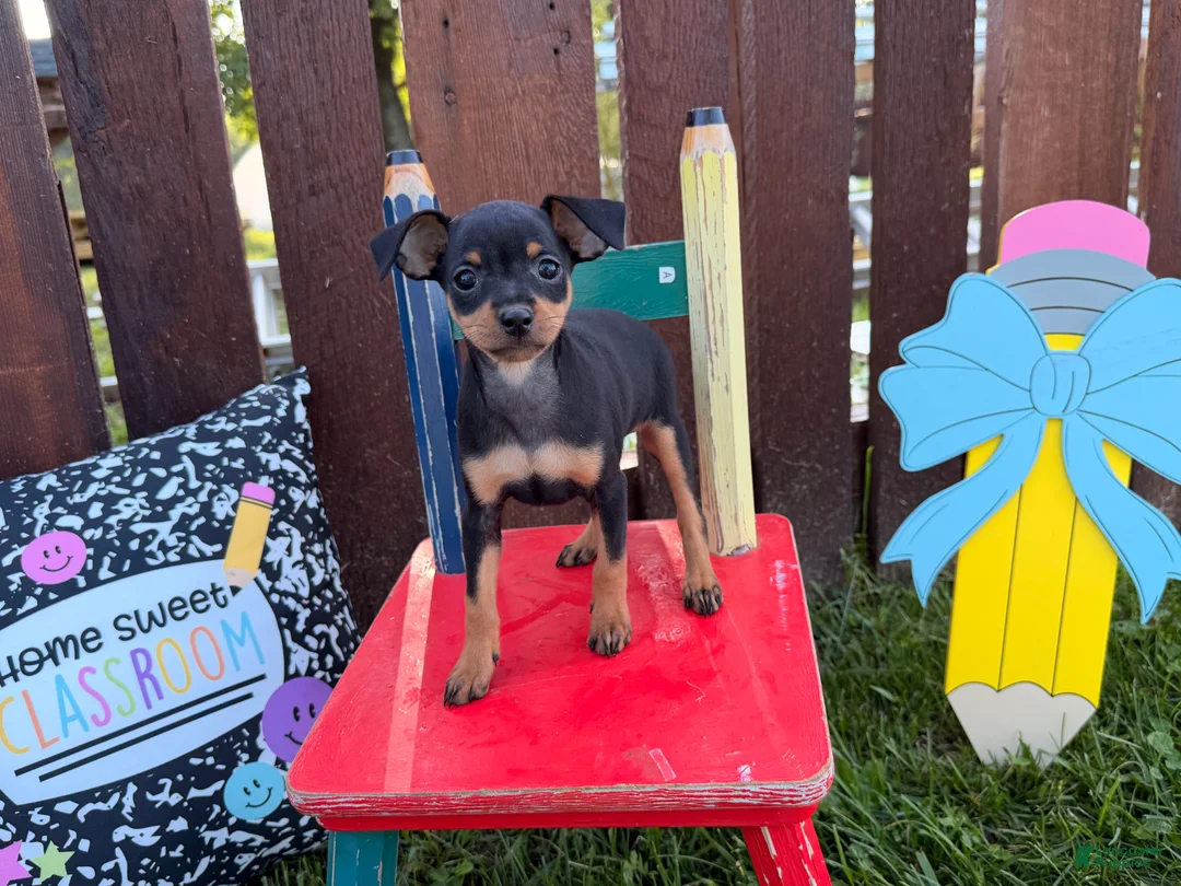 Miniature Pinscher dogs for sale: Mocha  - Ad 1