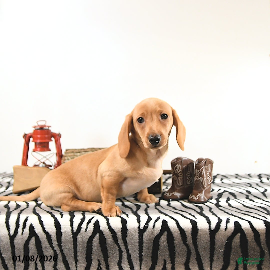 Miniature Dachshund dogs for sale: Benny - Ad 5