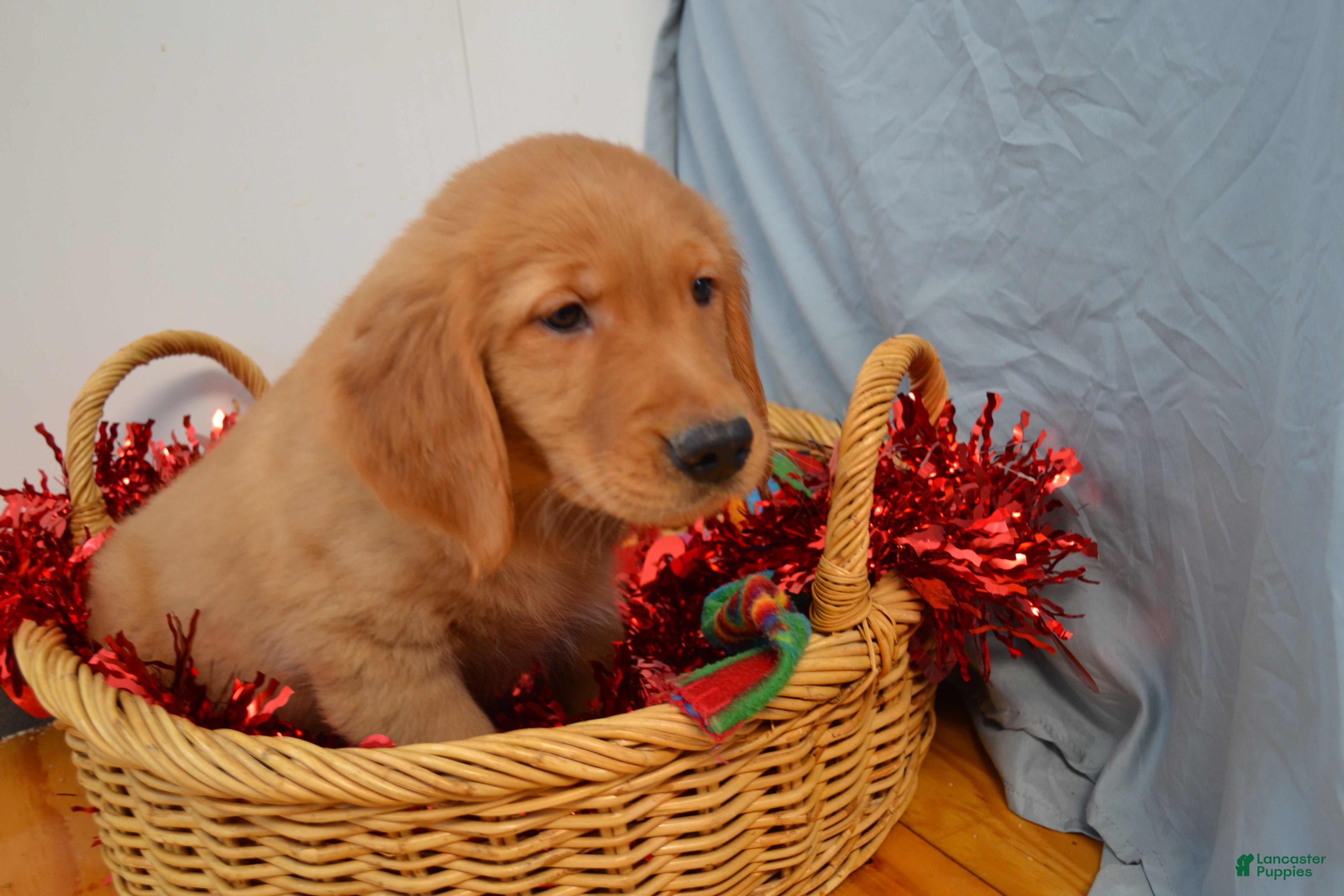 Golden Retriever dogs Ajax - Ad 39