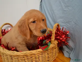 Golden Retriever dogs Ajax - Ad 39