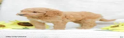 Goldendoodle dogs for sale: Jenny - Ad 4