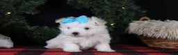Maltese dogs for sale: ANDREW - Ad 15