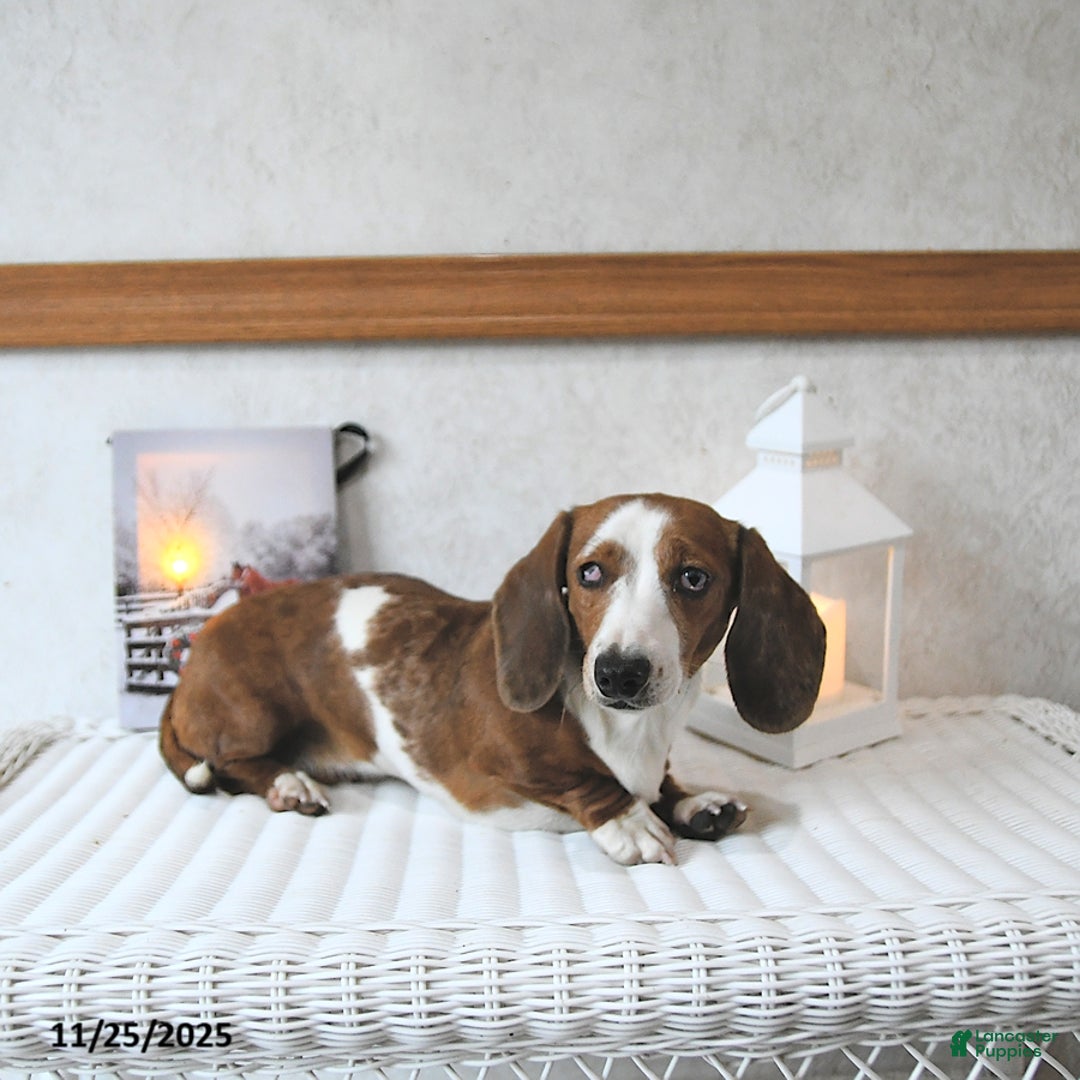 Miniature Dachshund dogs for sale: Connie SPECIAL NEEDS - Ad 4