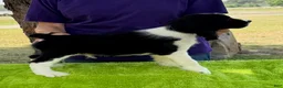 English Springer Spaniel dogs for sale: English Springer Spaniel Puppy Neo - Ad 4
