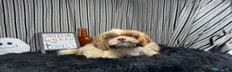 Shih Tzu dogs for sale: Shih Tzu 2 - Ad 5