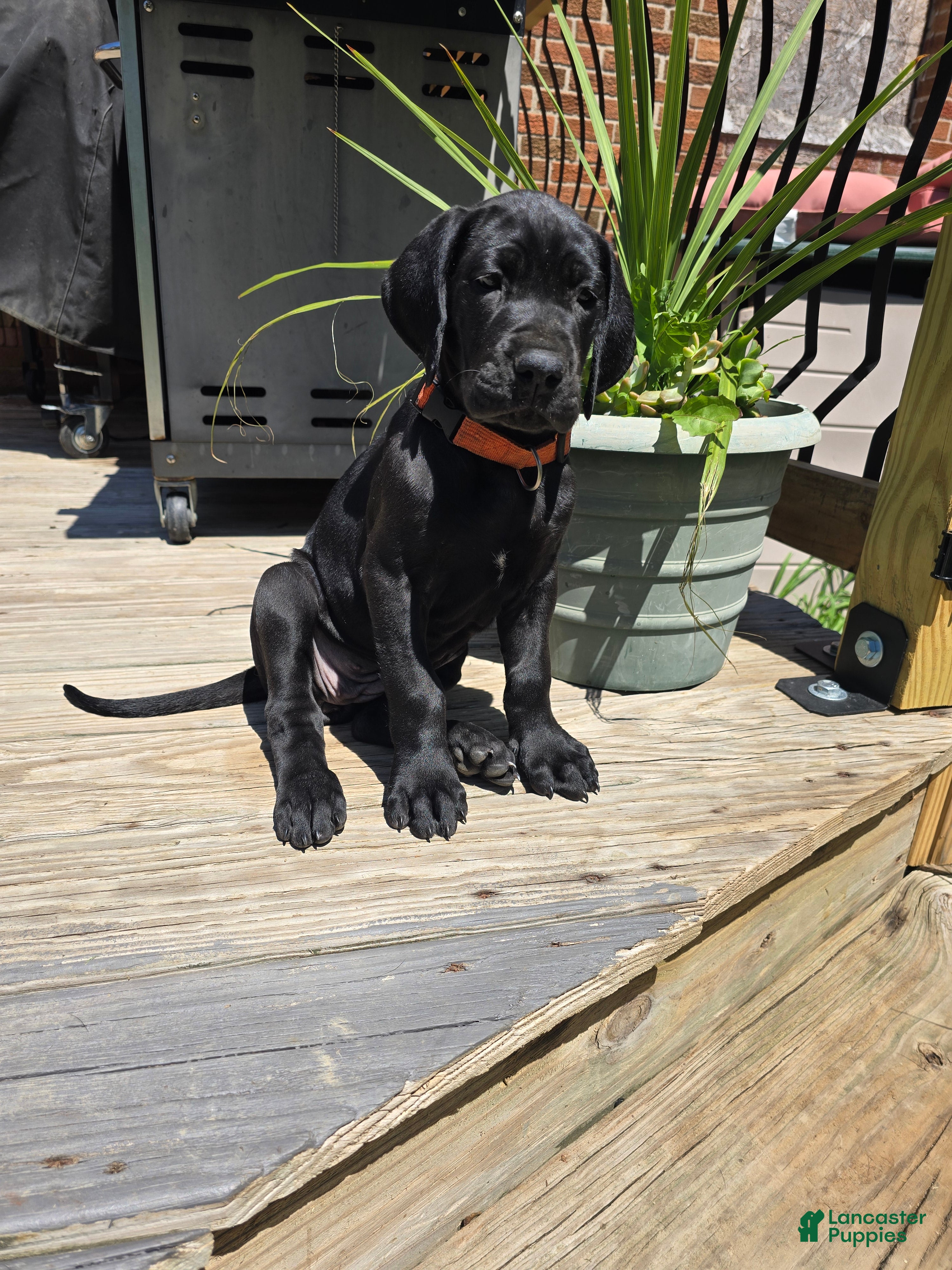 Mixed Breed dogs Red - Ad 1